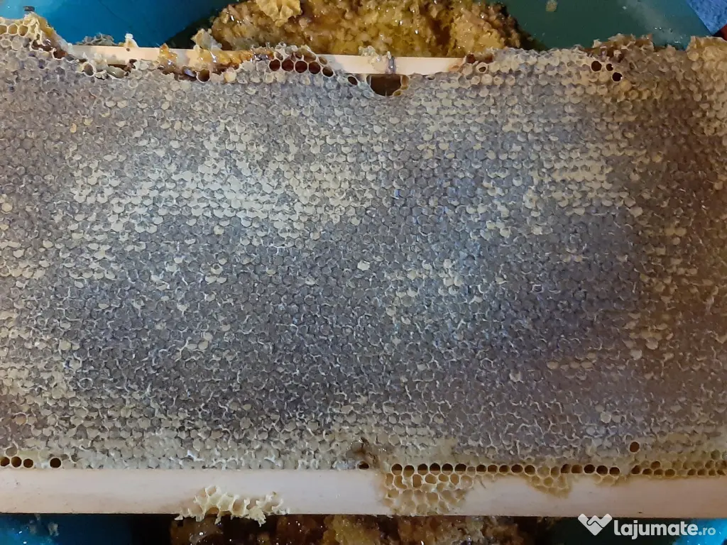 Familii de albine și roiuri de albine de la 350 