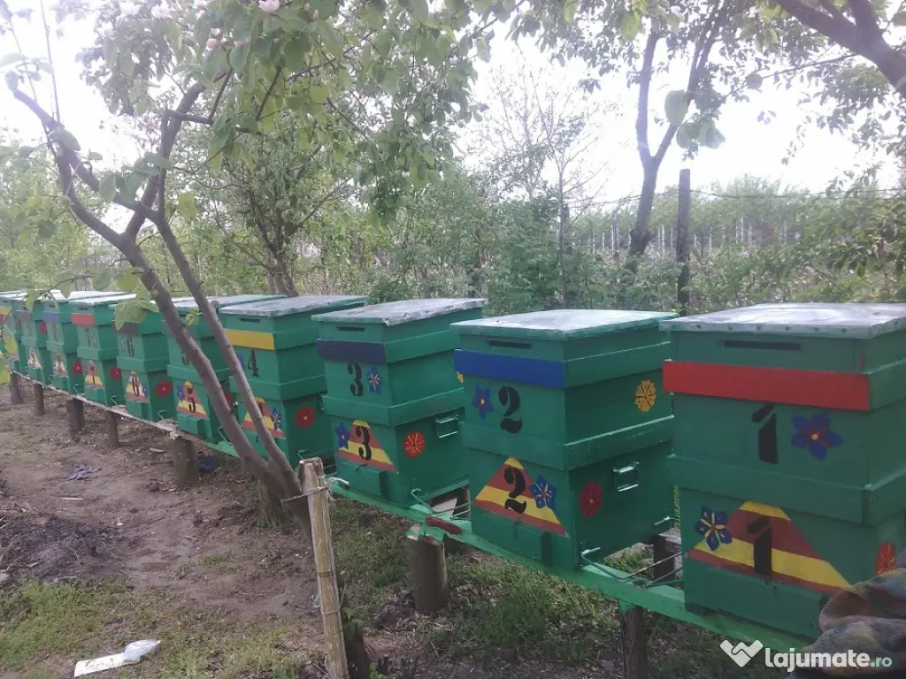Familii de albine și roiuri de albine de la 350 