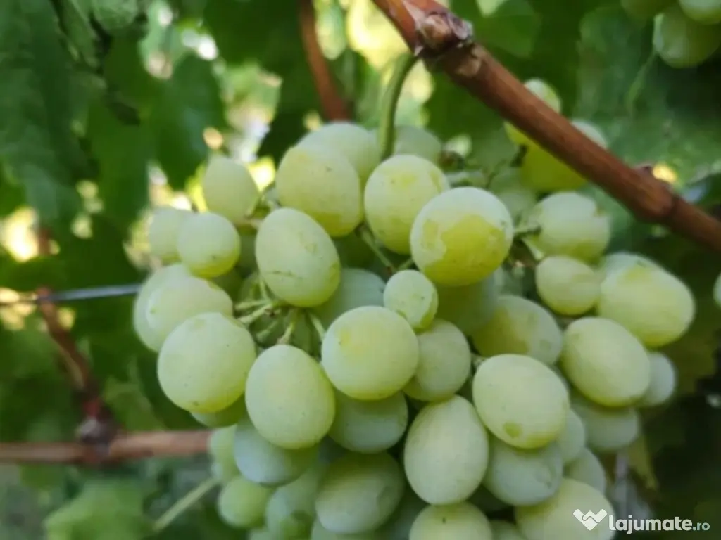 Butași viță de vie