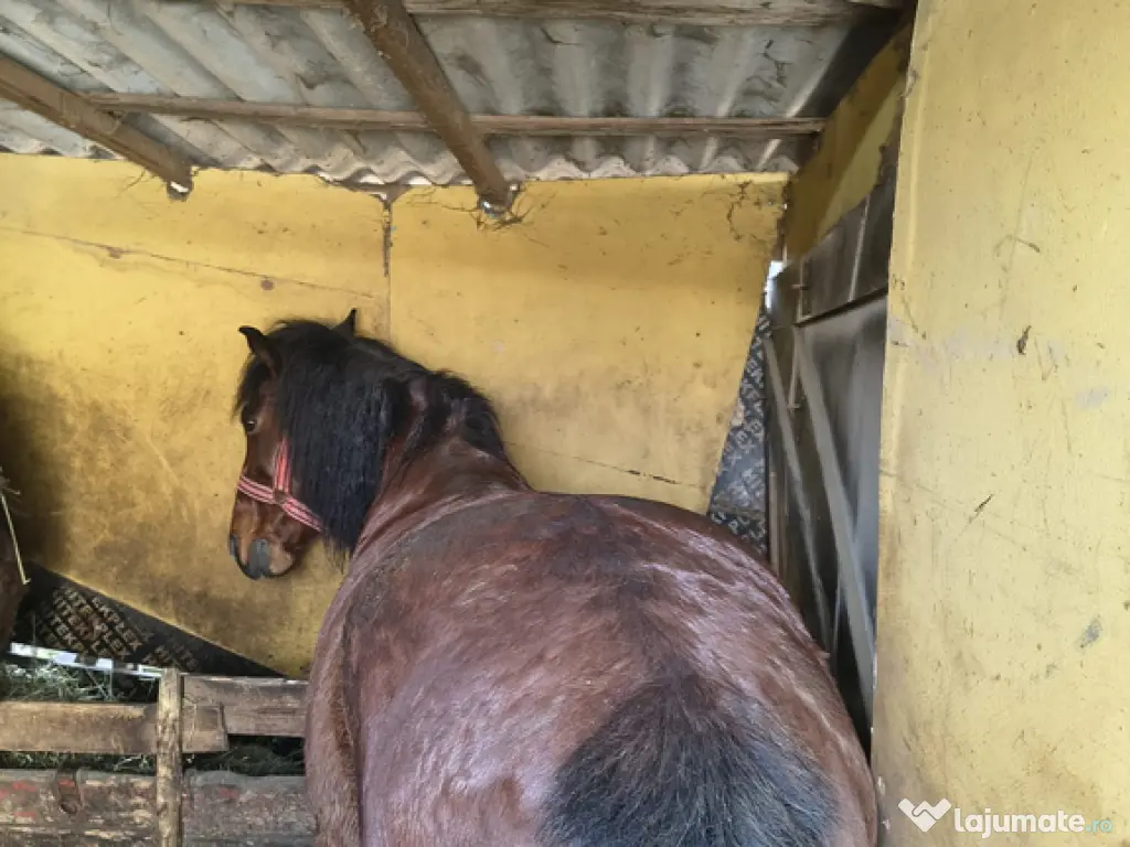 Vând cal 7 ani castrat cuminte ascultător