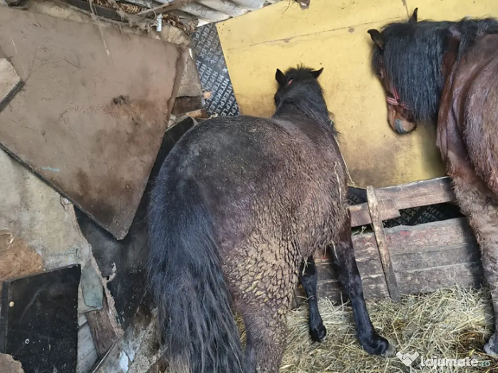 Vând cal 7 ani castrat cuminte ascultător