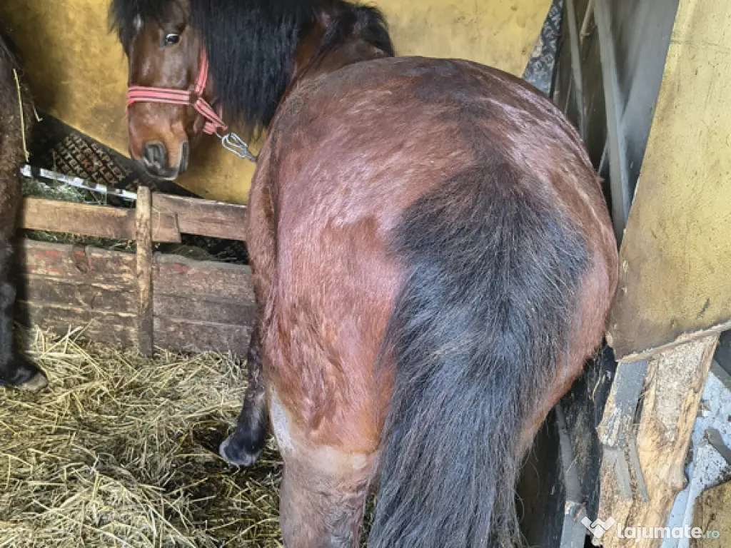 Vând cal 7 ani castrat cuminte ascultător