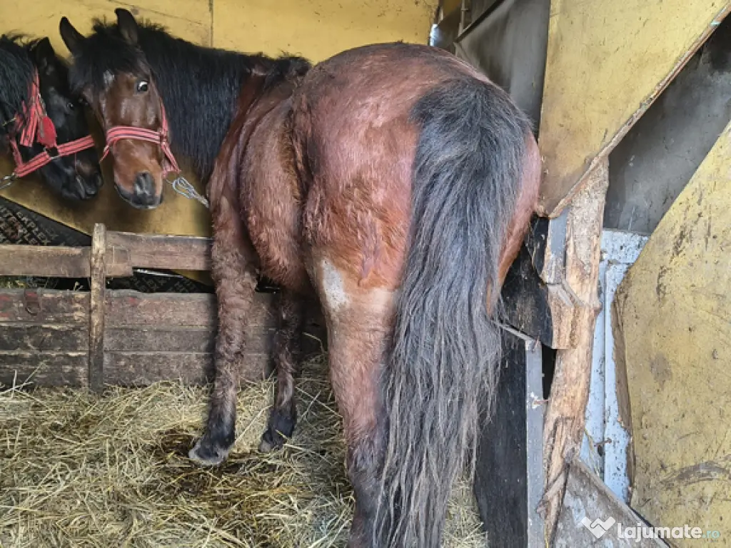 Vând cal 7 ani castrat cuminte ascultător