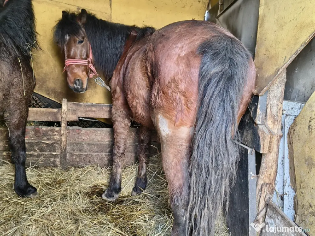 Vând cal 7 ani castrat cuminte ascultător