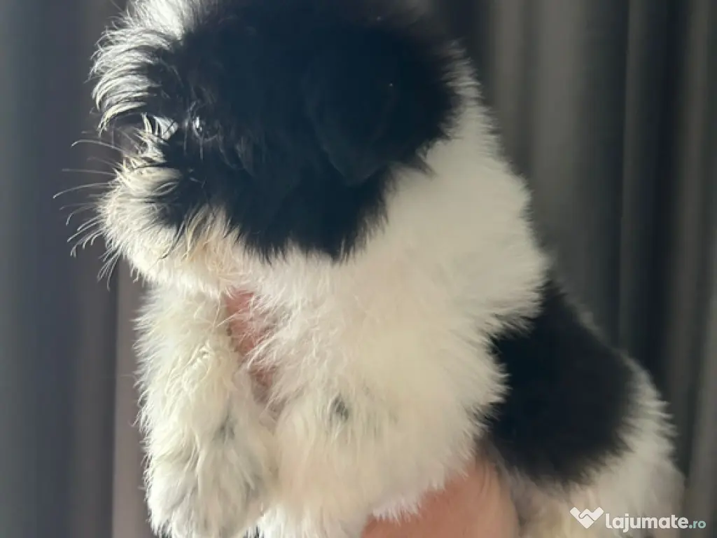 Femela shihtzu 2 luni 