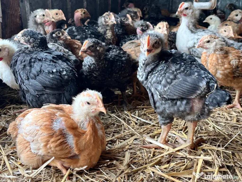 Pui zburați rasă mixtă 