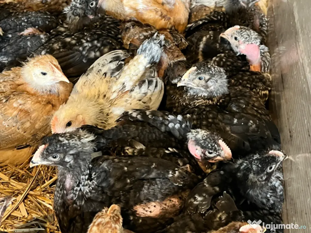 Pui zburați rasă mixtă 