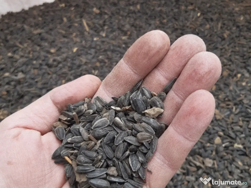 vând floarea soarelui 2025 