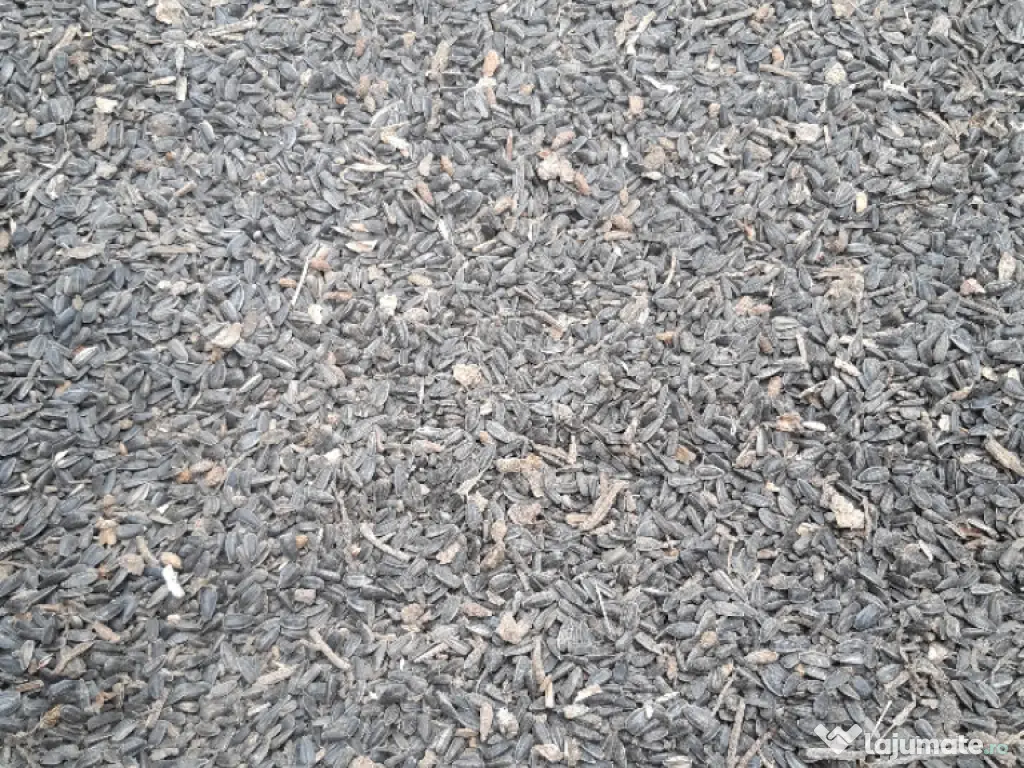 vând floarea soarelui 2025 