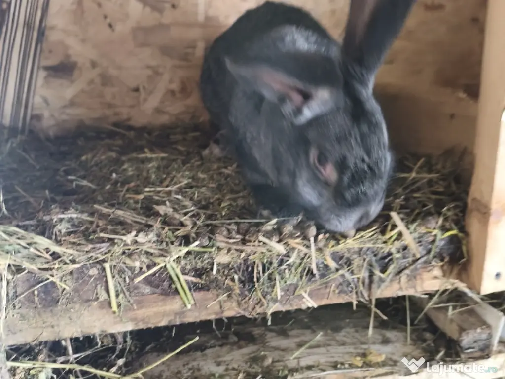 Iepurii Uriaș german