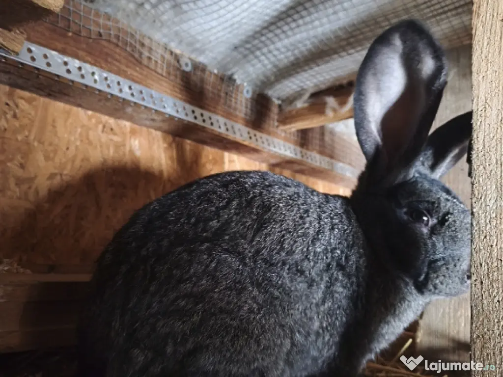 Iepurii Uriaș german