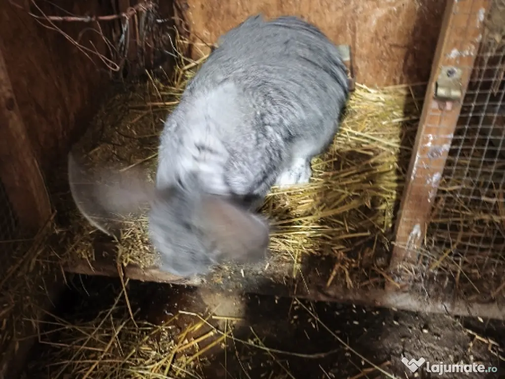 Iepurii Uriaș german