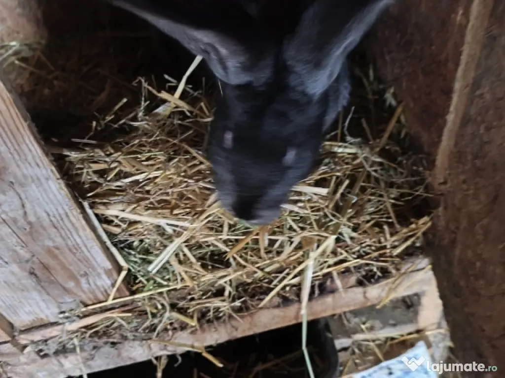 Iepurii Uriaș german