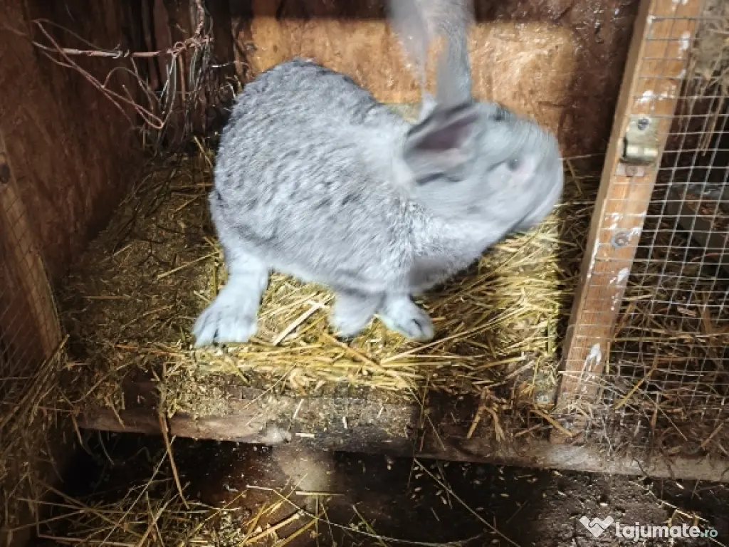 Iepurii Uriaș german