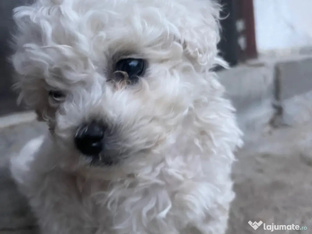 Căței bichon frise 