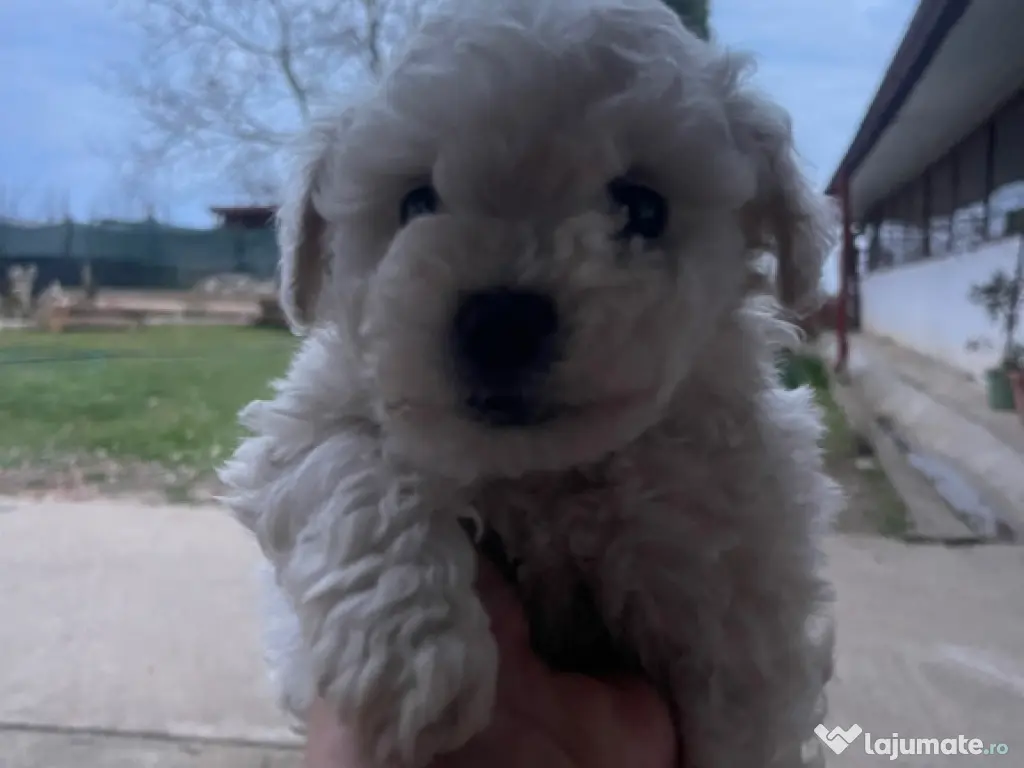 Căței bichon frise 