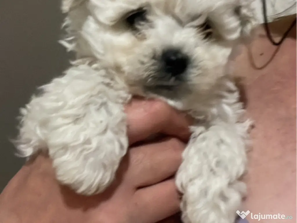 Căței bichon frise 