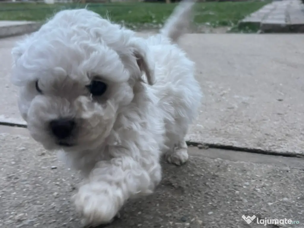 Căței bichon frise 