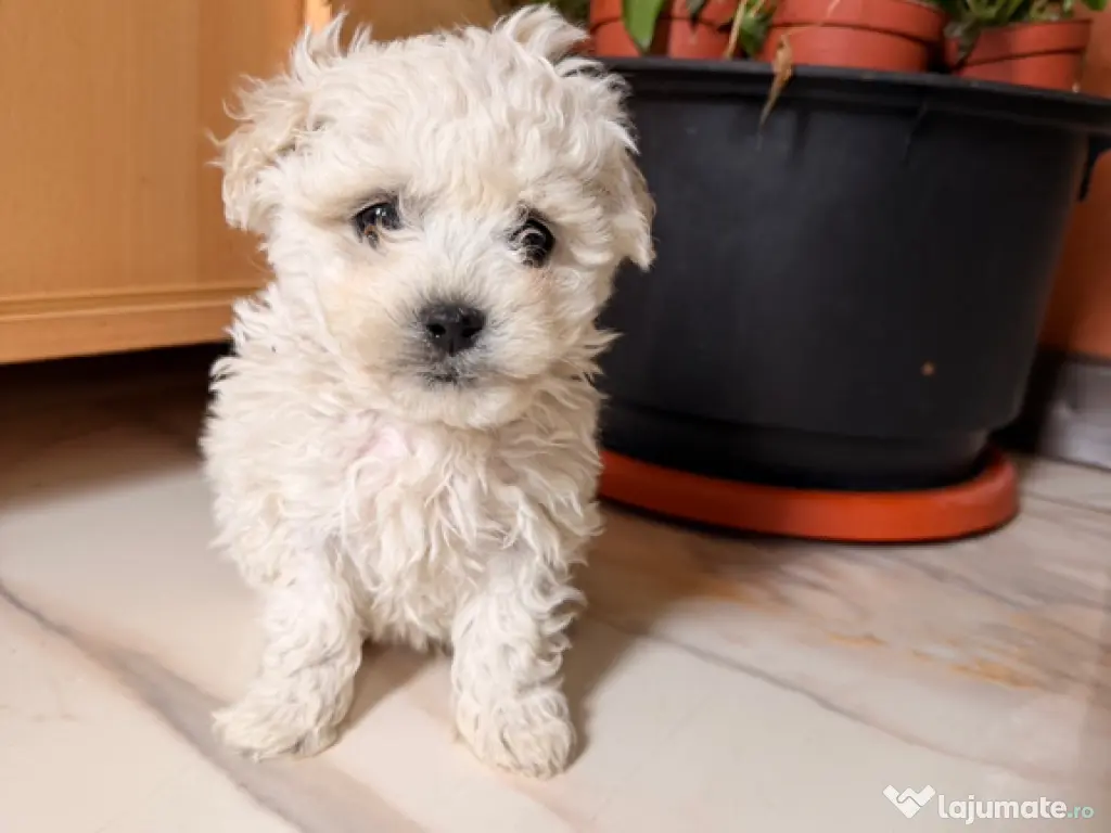 Căței bichon frise 