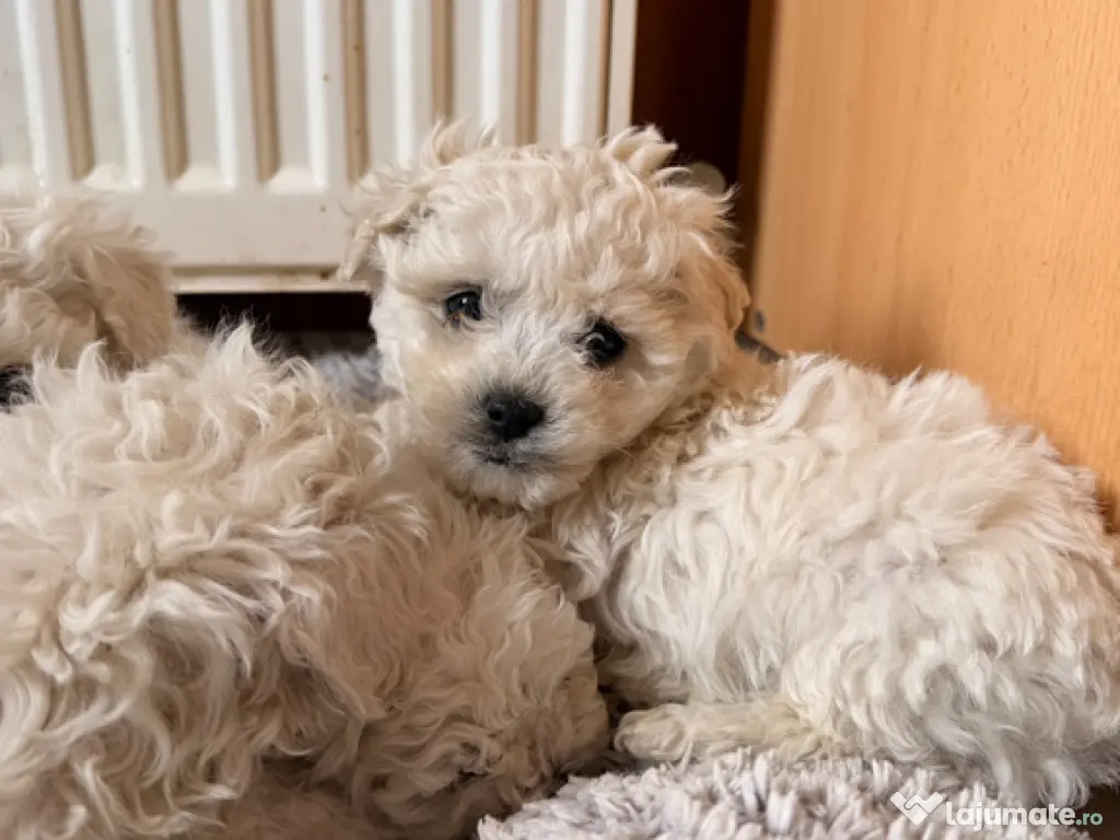 Căței bichon frise 