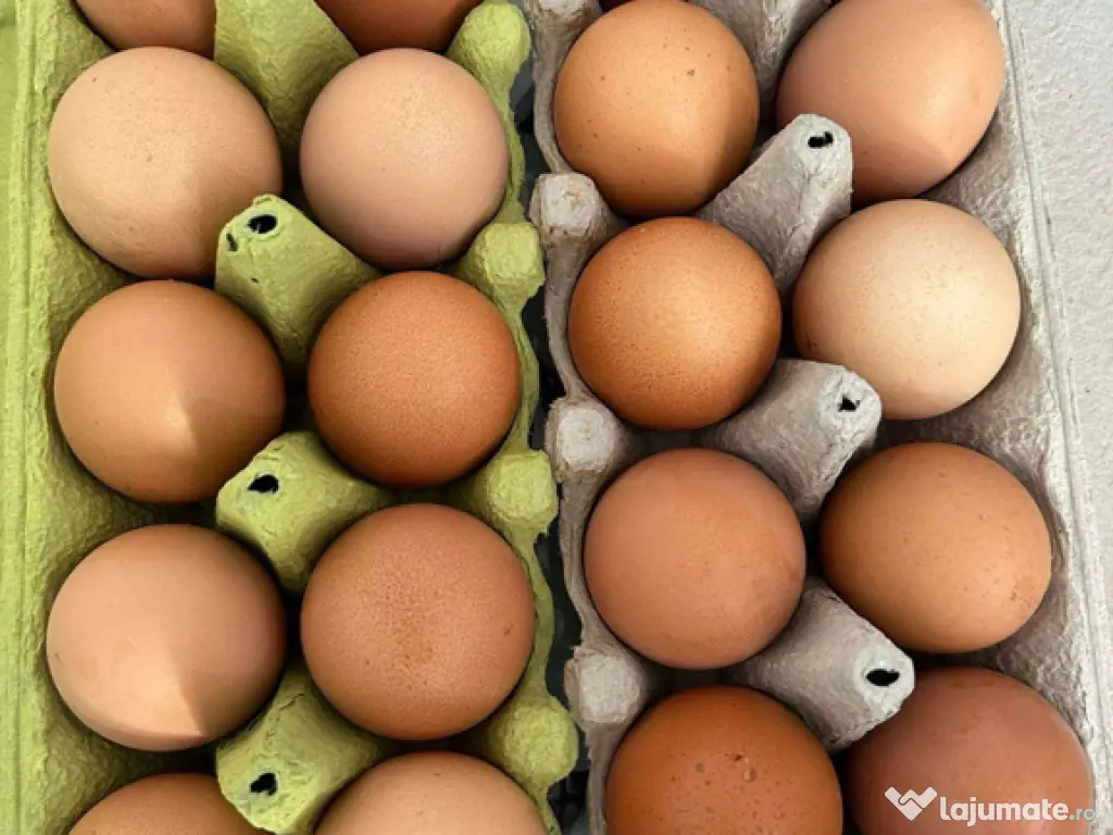 Oua de casă 