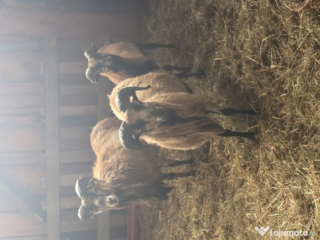 Oi de camerun si berbeci 