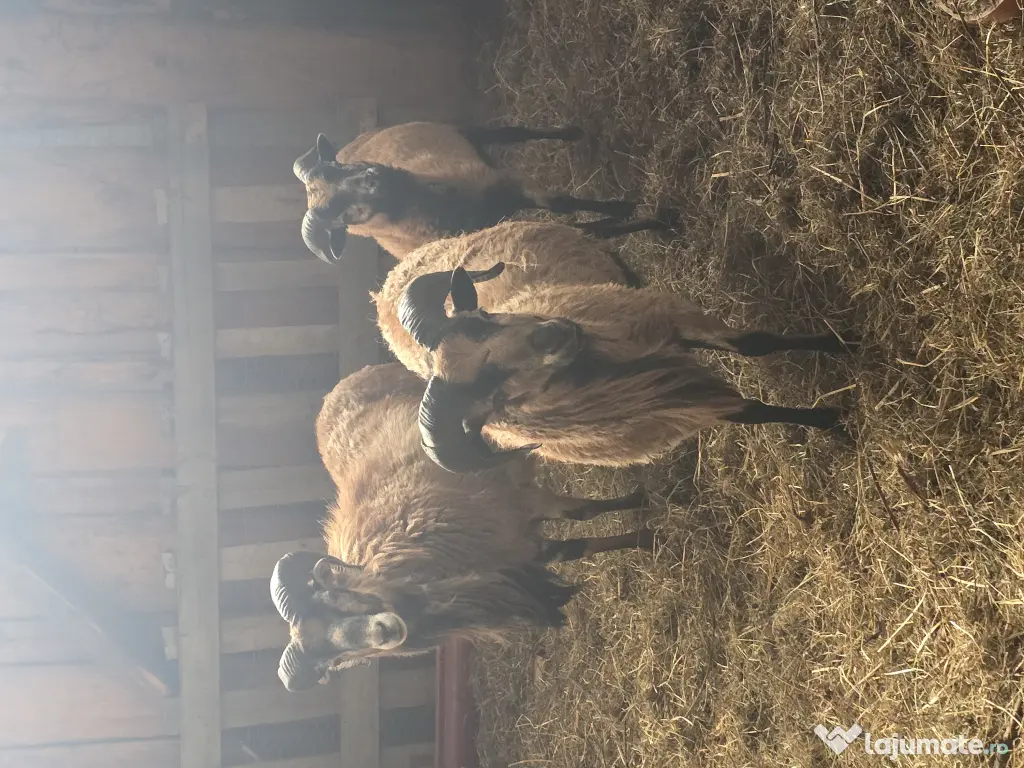 Oi de camerun si berbeci 