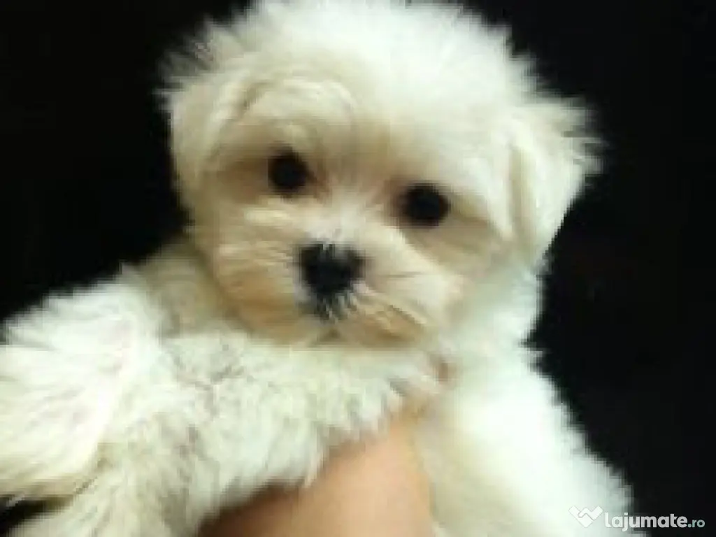 Bichon maltez mini toy 