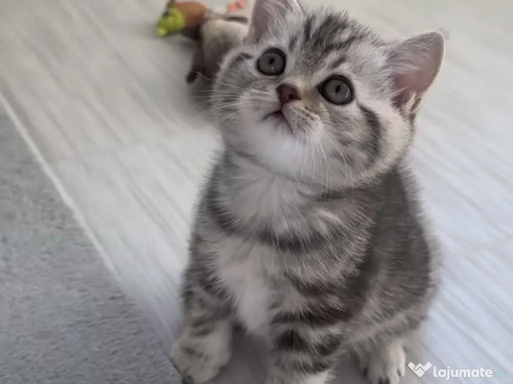 British shorthair băieței și fetițe 