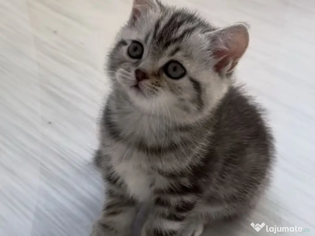 British shorthair băieței și fetițe 
