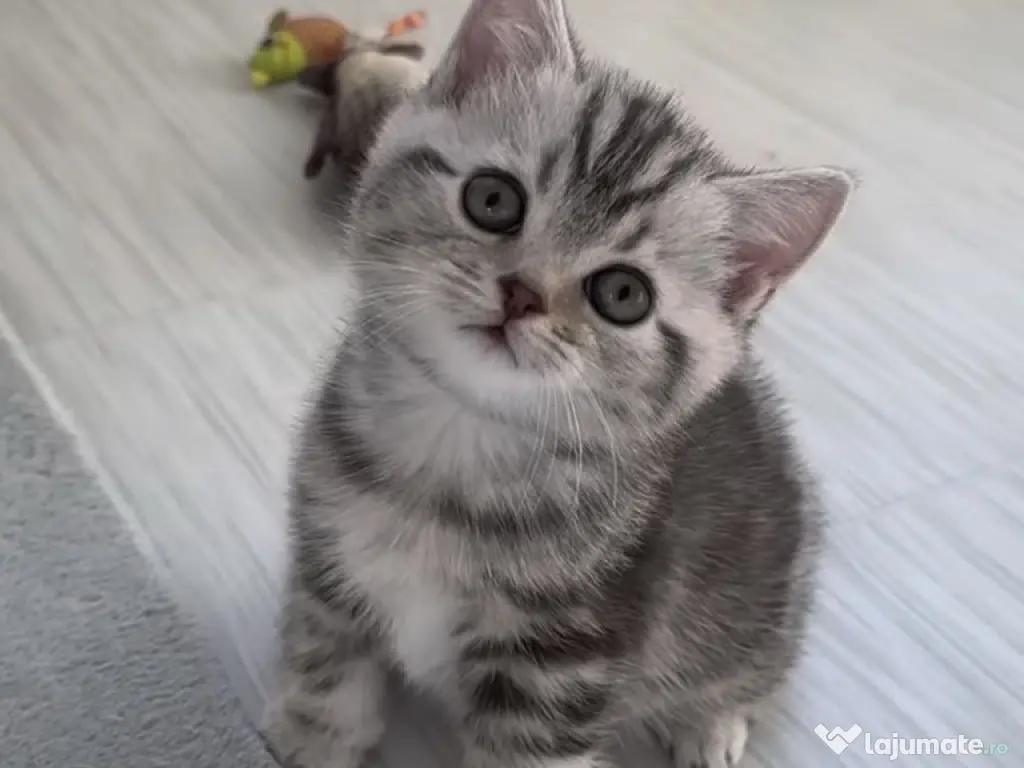 British shorthair băieței și fetițe 