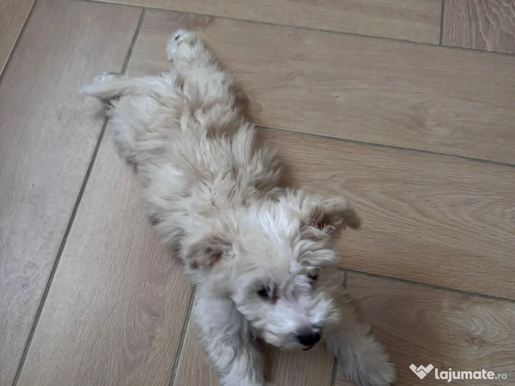 Disponibil pui bichon frisé