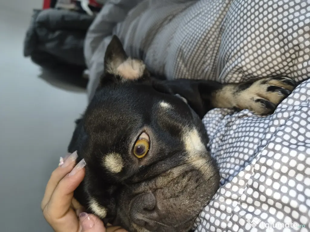 Vând cățelușa Bulldog francez