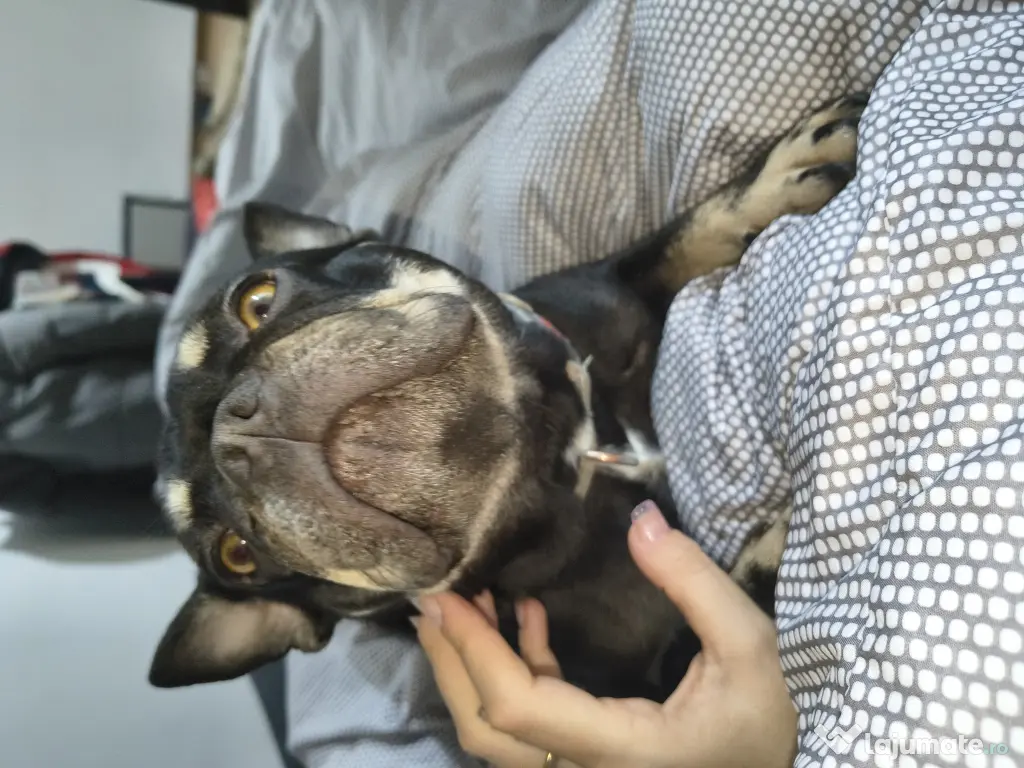 Vând cățelușa Bulldog francez 