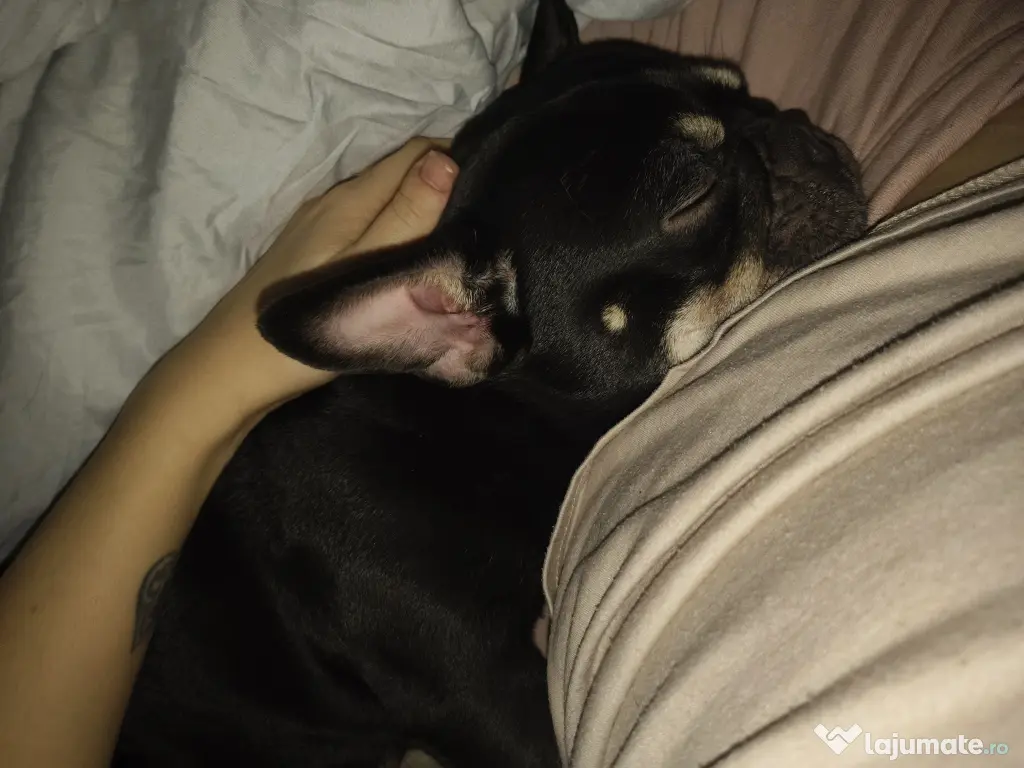 Vând cățelușa Bulldog francez 