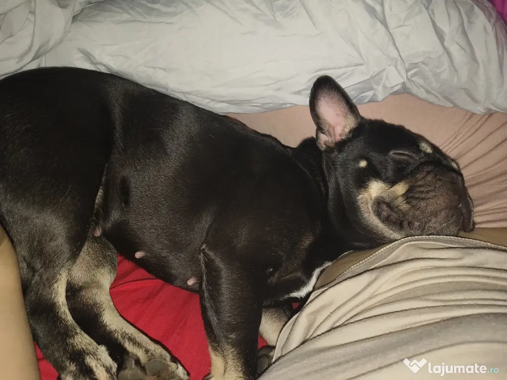 Vând cățelușa Bulldog francez 
