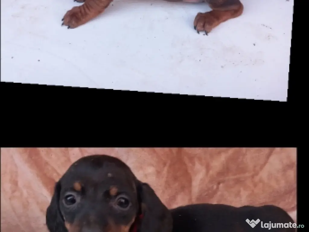 căței Teckel (pui techel/tekel/dachshund) 