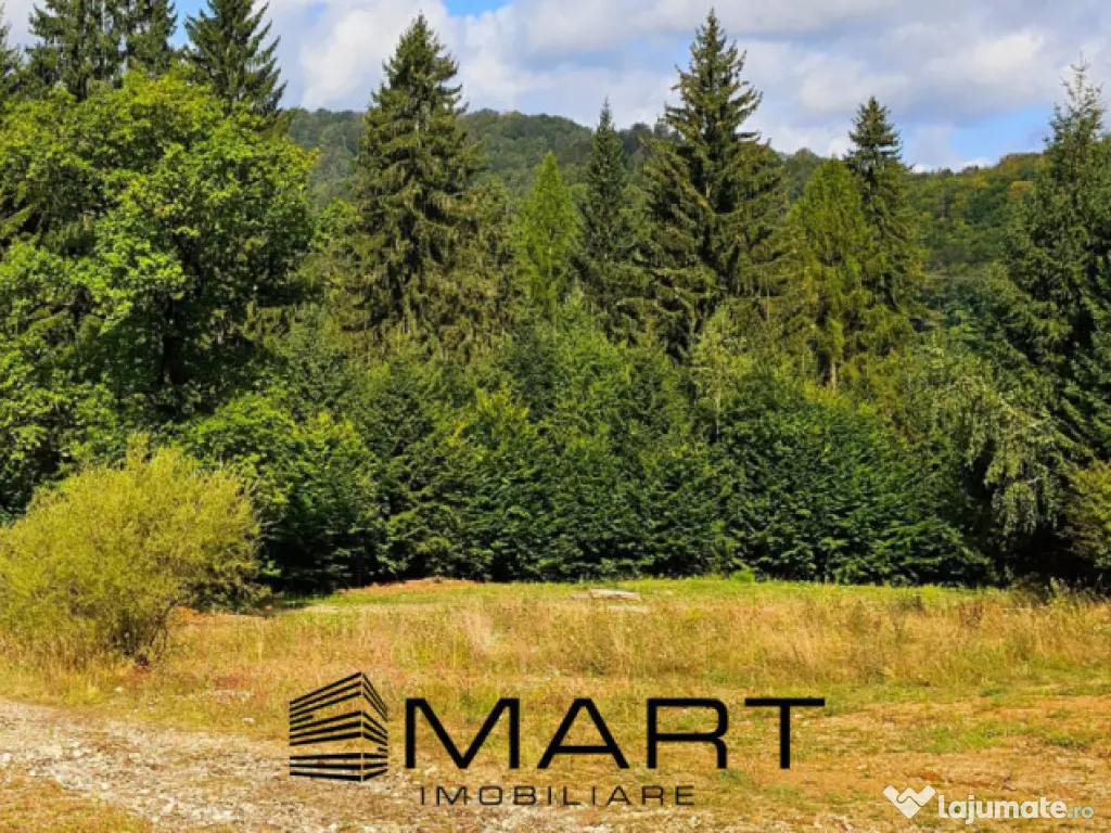 Teren 550 mp Dambul Morii 