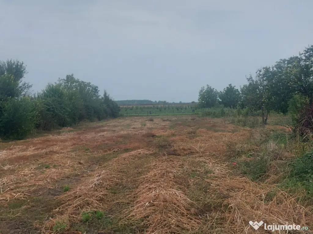 Teren Intravilan 1846 mp, sat Malaiest, comuna Rafov