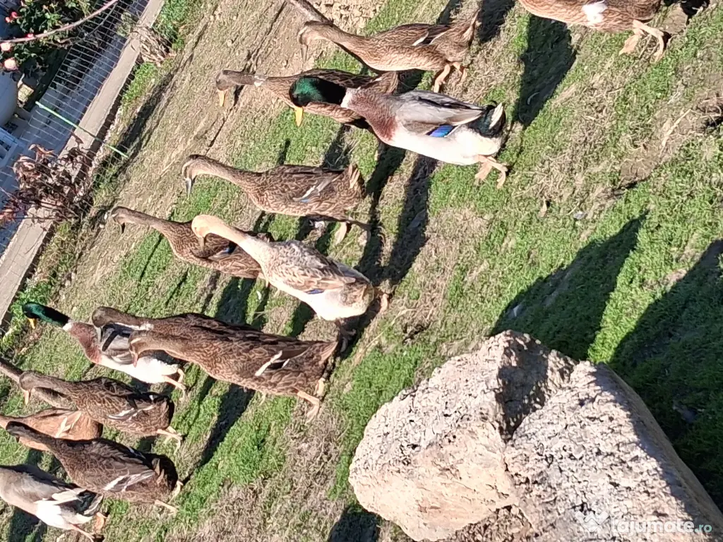 Rațe indiene alergatoare 