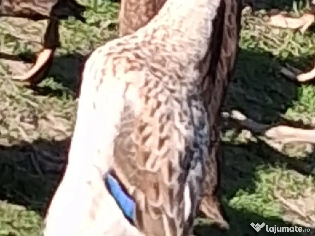 Rațe indiene alergatoare 