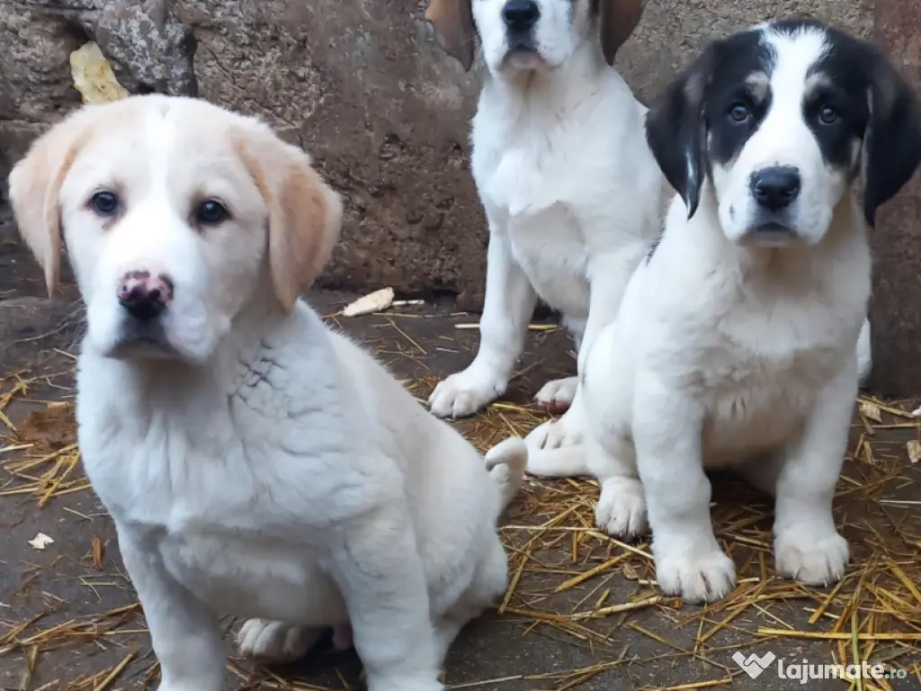Căței asia centrală
