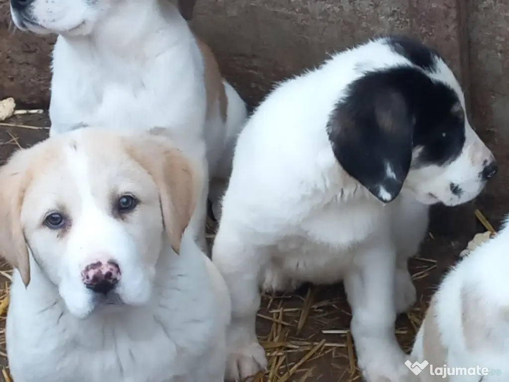 Căței asia centrală