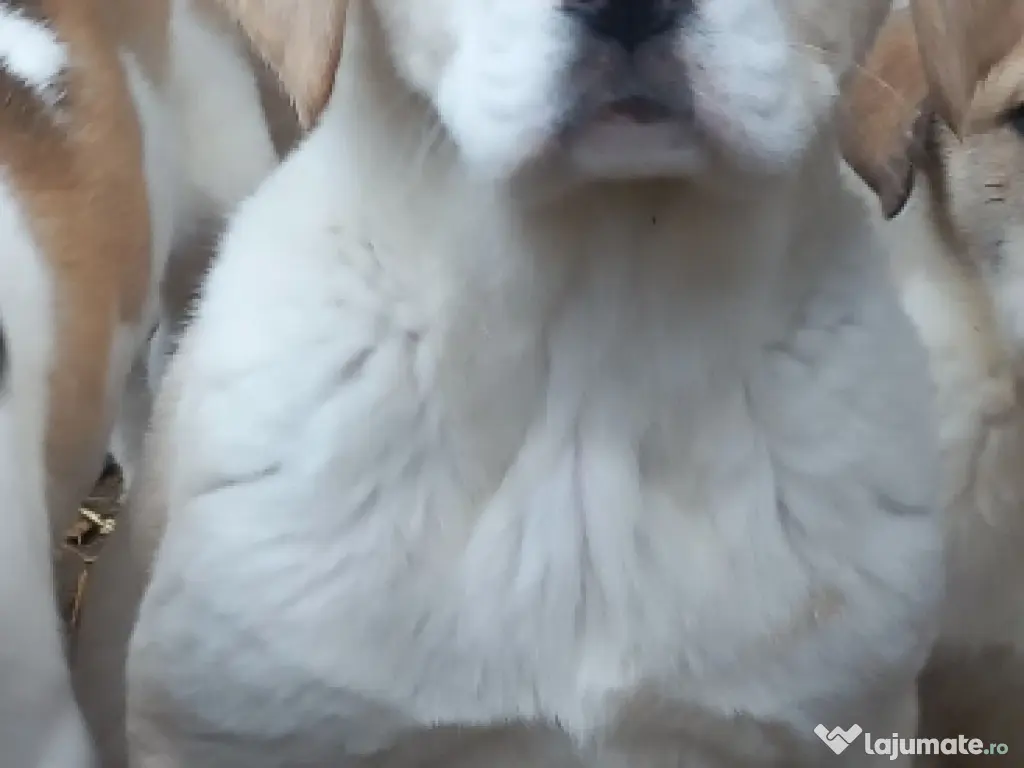 Căței asia centrală