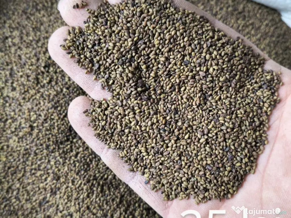 Sămânță de lucernă