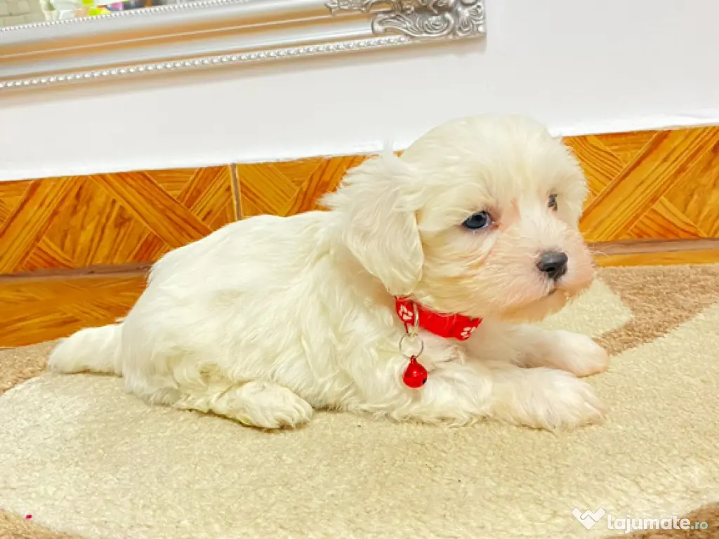 Bichon maltez IAȘI 