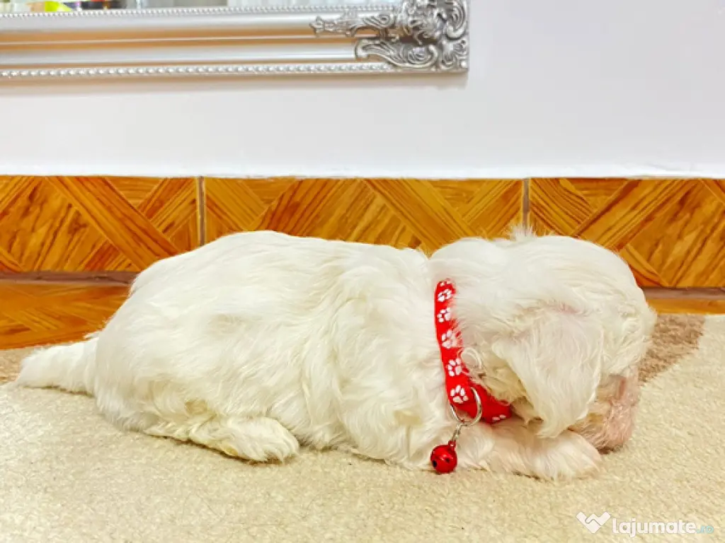 Bichon maltez IAȘI 