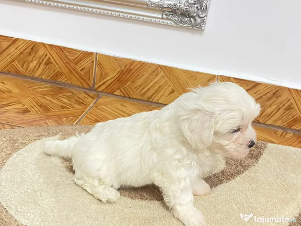Bichon maltez IAȘI 
