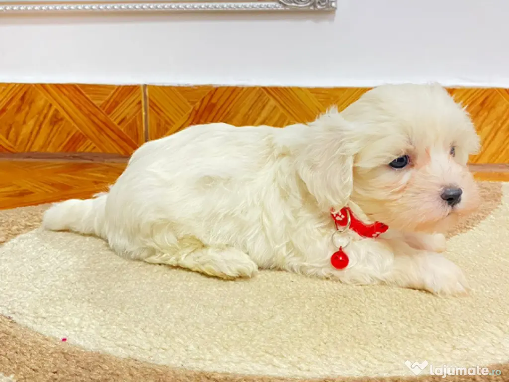 Bichon maltez IAȘI 