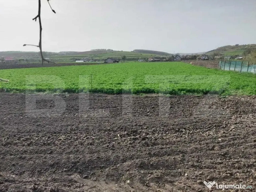 Proprietate 8600 mp cu casa veche si bucatarie de vara, Iclo 